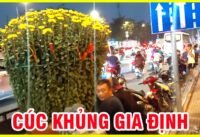 Hoa cúc khủng ở công viên gia định ngày đầu tết
