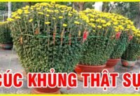 Sài gòn đẹp nhất khi có hoa tết cúc khủng ở công viên gia định