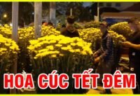 Hoa cúc khủng công viên gia định tết sài gòn về đêm