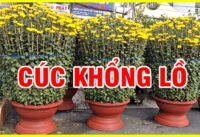 Hoa cúc khổng lồ ở gò vấp cảnh bán hoa tết sài gòn