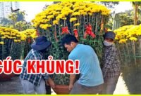 Cúc khủng! Khiêng chậu hoa cúc khổng lồ giữa sài gòn