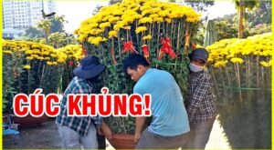 Cúc khủng! Khiêng chậu hoa cúc khổng lồ giữa sài gòn