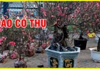 Đào cổ thụ ở công viên gia định ngày tết