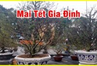 Mai tết gia định đường phố sài gòn đông nghịt ngày giáp tết