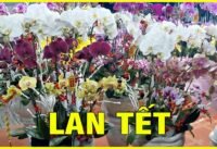 Lan tết gò vấp rực rỡ chợ hoa tết nhộn nhịp ngày cận xuân