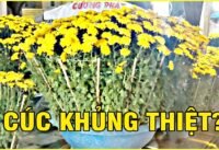 Đường hoa lê thị riêng quận 12 sài gòn tết Đường hoa lê thị riêng quận 12 sài gòn tết