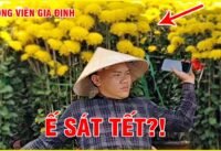 Chợ hoa tết công viên gia định 2026 không khí mua bán hôm nay