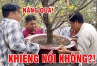 Cuộc sống sài gòn những ngày cận tết hoa mai ngập tràn gia định Cuộc sống sài gòn những ngày cận tết hoa mai ngập tràn gia định