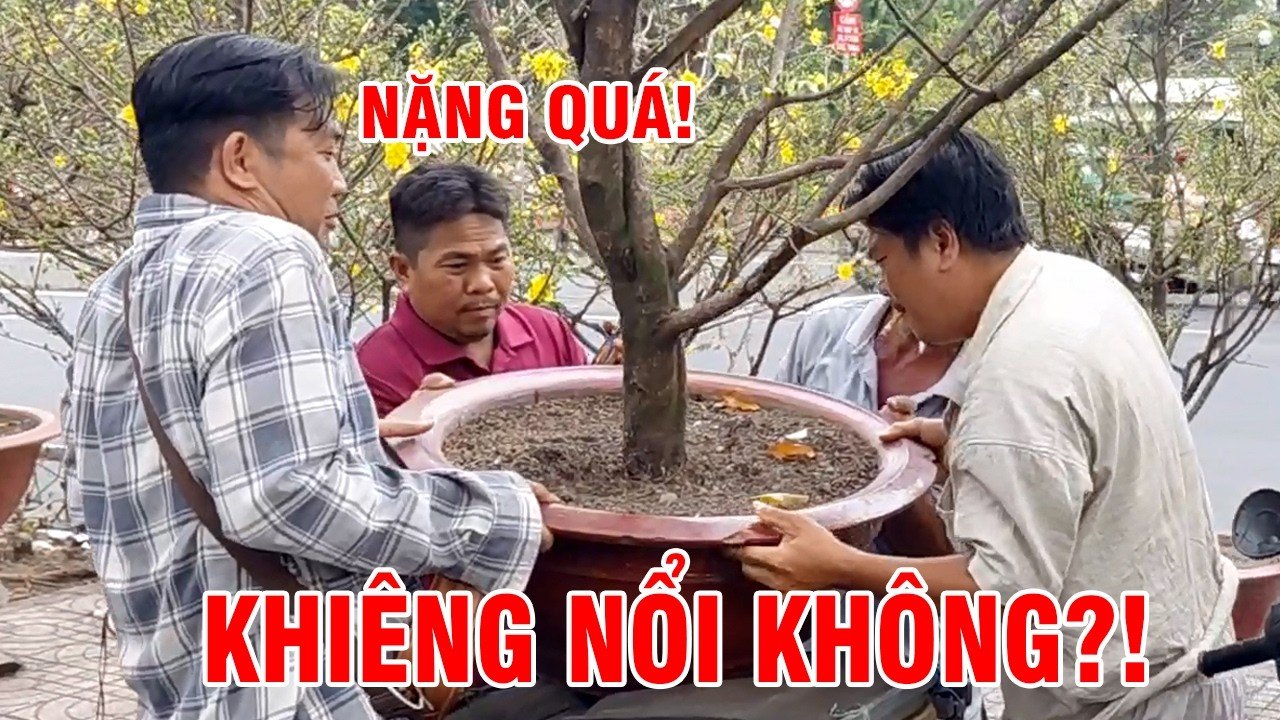 Cuộc sống sài gòn những ngày cận tết hoa mai ngập tràn gia định 1 Maxresdefault 63